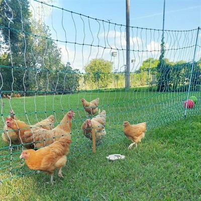 עמודי גדרות עופות מפיברגלס של פולוול: אבטח את העדר שלך עם גידור עמיד ונמוך-תחזוקה